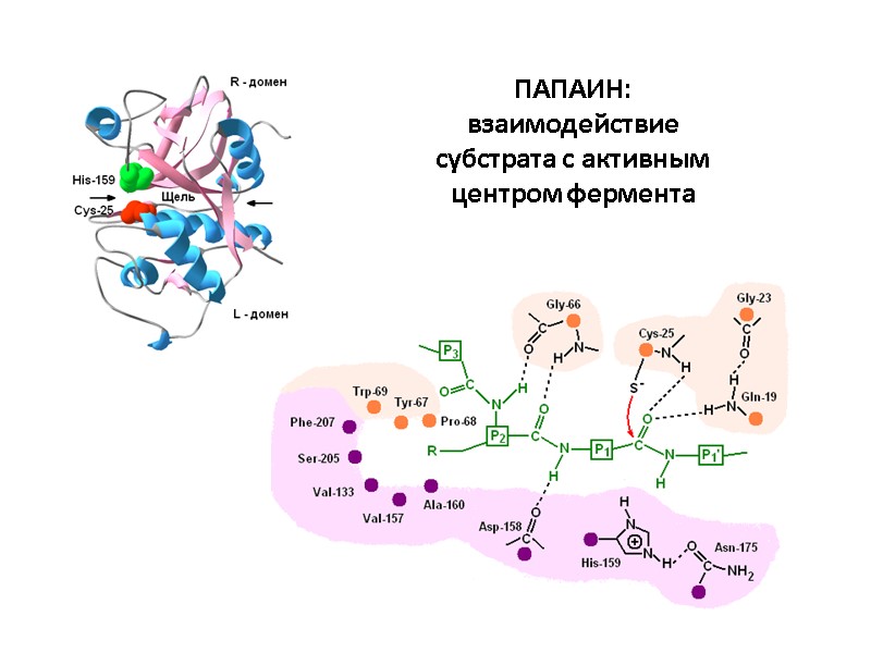 ПАПАИН: взаимодействие субстрата с активным центром фермента